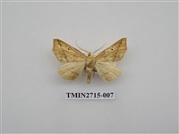 藏品(尺蛾266)的圖片